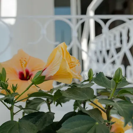 Continental فندق سينِغاليا