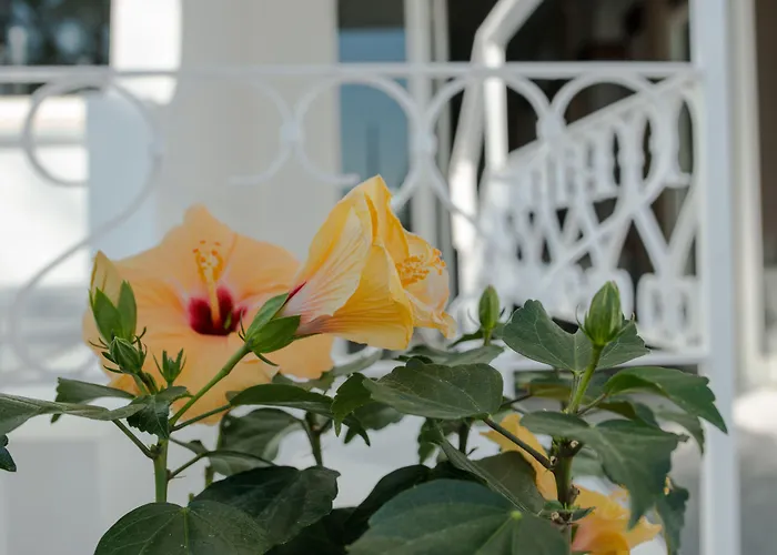 Continental Hotel Senigallia